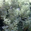 Wormwood Powis Castle Live Plant, Artemisia Perennial, Silver Foliage, 1 Gallon Pot - Image 1