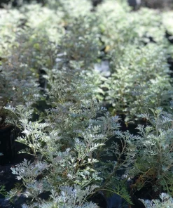 Wormwood Powis Castle Live Plant, Artemisia Perennial, Silver Foliage, 1 Gallon Pot - Image 1
