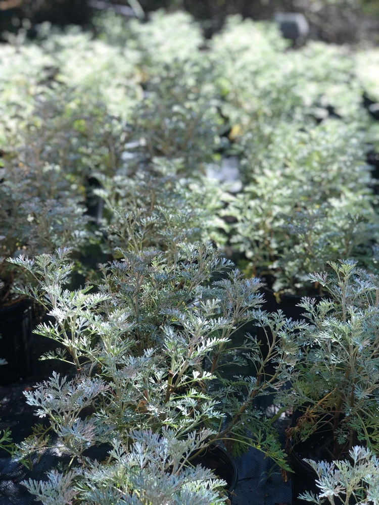 Wormwood Powis Castle Live Plant, Artemisia Perennial, Silver Foliage, 1 Gallon Pot - Image 1