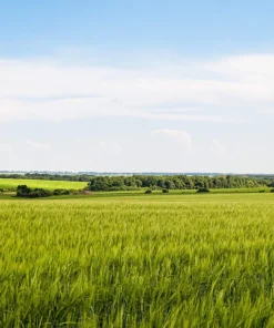 Wrens Abruzzi Winter Rye Seeds - 300 Count Secale Cereale Grain Cover Crop - Image 2
