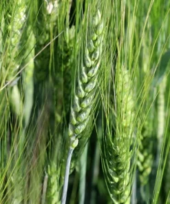 Wrens Abruzzi Winter Rye Seeds - 300 Count Secale Cereale Grain Cover Crop - Image 3