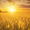 Wrens Abruzzi Winter Rye Seeds - 300 Count Secale Cereale Grain Cover Crop - Image 1