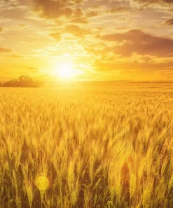 Wrens Abruzzi Winter Rye Seeds - 300 Count Secale Cereale Grain Cover Crop - Image 1