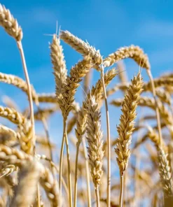 Wrens Abruzzi Winter Rye Seeds - 300 Count Secale Cereale Grain Cover Crop - Image 5