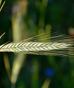 Wrens Abruzzi Winter Rye Seeds - 300 Count Secale Cereale Grain Cover Crop - Image 7