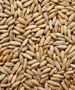 Wrens Abruzzi Winter Rye Seeds - 300 Count Secale Cereale Grain Cover Crop - Image 8