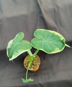 Xanthosoma Albo Variegata Live Plant – Variegated Elephant Ear – 3 inch Pot - Image 2