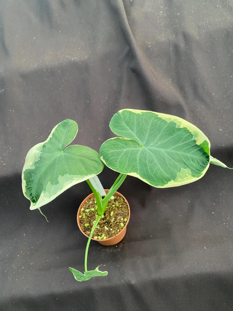 Xanthosoma Albo Variegata Live Plant – Variegated Elephant Ear – 3 inch Pot - Image 2