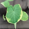 Xanthosoma Albo Variegata Live Plant – Variegated Elephant Ear – 3 inch Pot - Image 1
