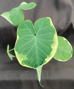 Xanthosoma Albo Variegata Live Plant – Variegated Elephant Ear – 3 inch Pot - Image 1