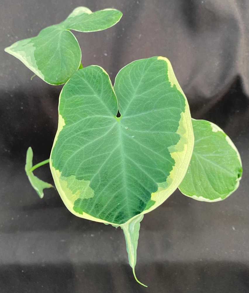Xanthosoma Albo Variegata Live Plant – Variegated Elephant Ear – 3 inch Pot - Image 1