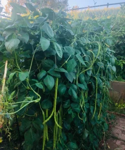 Yard Long Green Bean Live Plants - Organic, Non-GMO, 4-inch Pot, Vigorous Climbing Vines - Image 2