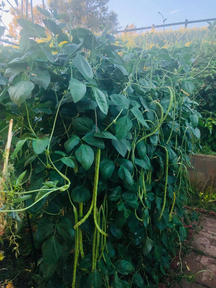 Yard Long Green Bean Live Plants - Organic, Non-GMO, 4-inch Pot, Vigorous Climbing Vines - Image 2