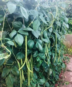 Yard Long Green Bean Live Plants - Organic, Non-GMO, 4-inch Pot, Vigorous Climbing Vines - Image 3