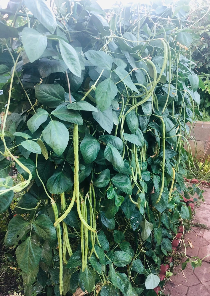 Yard Long Green Bean Live Plants - Organic, Non-GMO, 4-inch Pot, Vigorous Climbing Vines - Image 3