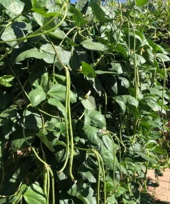Yard Long Green Bean Live Plants - Organic, Non-GMO, 4-inch Pot, Vigorous Climbing Vines - Image 4