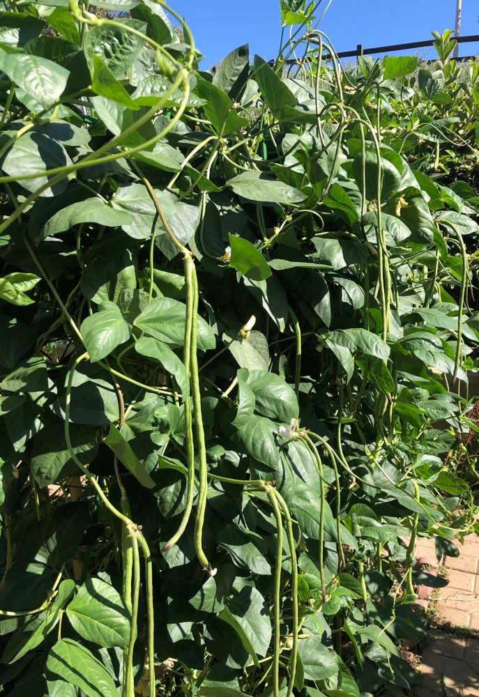 Yard Long Green Bean Live Plants - Organic, Non-GMO, 4-inch Pot, Vigorous Climbing Vines - Image 4
