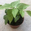 Yard Long Green Bean Live Plants - Organic, Non-GMO, 4-inch Pot, Vigorous Climbing Vines - Image 1