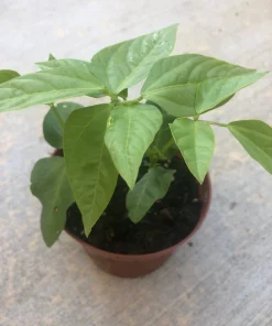 Yard Long Green Bean Live Plants - Organic, Non-GMO, 4-inch Pot, Vigorous Climbing Vines - Image 1