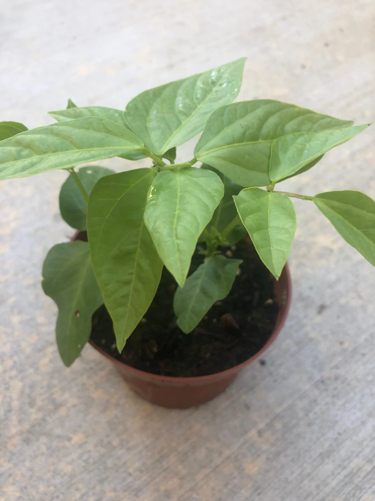 Yard Long Green Bean Live Plants - Organic, Non-GMO, 4-inch Pot, Vigorous Climbing Vines - Image 1