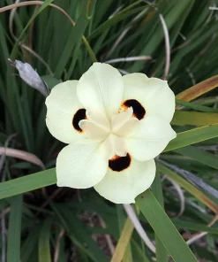Yellow African Iris Live Plant - Dietes Bicolor Perennial, 1 Gallon Pot, Outdoor - Image 2