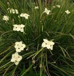 Yellow African Iris Live Plant - Dietes Bicolor Perennial, 1 Gallon Pot, Outdoor - Image 3