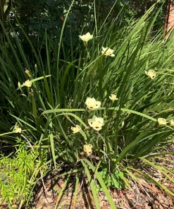 Yellow African Iris Live Plant - Dietes Bicolor Perennial, 1 Gallon Pot, Outdoor - Image 4