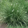 Yellow African Iris Live Plant - Dietes Bicolor Perennial, 1 Gallon Pot, Outdoor - Image 1