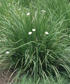 Yellow African Iris Live Plant - Dietes Bicolor Perennial, 1 Gallon Pot, Outdoor - Image 1