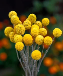 Yellow Billy Buttons Seeds - Craspedia Globosa Flower Seeds - 20 Count - Image 2
