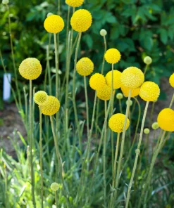 Yellow Billy Buttons Seeds - Craspedia Globosa Flower Seeds - 20 Count - Image 3