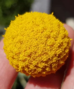 Yellow Billy Buttons Seeds - Craspedia Globosa Flower Seeds - 20 Count - Image 4