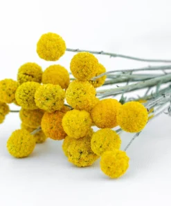 Yellow Billy Buttons Seeds - Craspedia Globosa Flower Seeds - 20 Count - Image 5