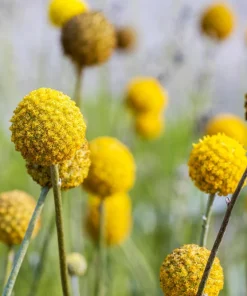 Yellow Billy Buttons Seeds - Craspedia Globosa Flower Seeds - 20 Count - Image 6