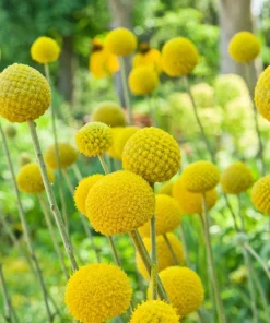 Yellow Billy Buttons Seeds - Craspedia Globosa Flower Seeds - 20 Count - Image 7