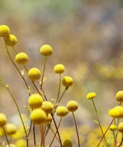 Yellow Billy Buttons Seeds - Craspedia Globosa Flower Seeds - 20 Count - Image 8