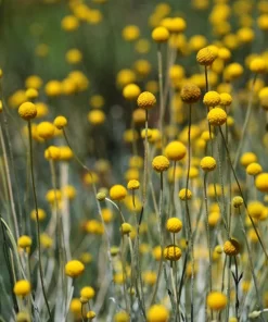 Yellow Billy Buttons Seeds - Craspedia Globosa Flower Seeds - 20 Count - Image 9