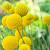Yellow Billy Buttons Seeds - Craspedia Globosa Flower Seeds - 20 Count - Image 1