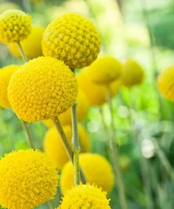 Yellow Billy Buttons Seeds - Craspedia Globosa Flower Seeds - 20 Count - Image 1