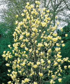 Yellow Bird Magnolia Live Plant – 1 Gallon Pot – 12-24 inches tall – Outdoor Tree - Image 2