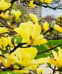 Yellow Bird Magnolia Live Plant – 1 Gallon Pot – 12-24 inches tall – Outdoor Tree - Image 3