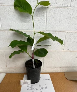 Yellow Bird Magnolia Live Plant – 1 Gallon Pot – 12-24 inches tall – Outdoor Tree - Image 4