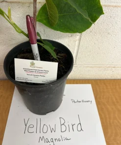 Yellow Bird Magnolia Live Plant – 1 Gallon Pot – 12-24 inches tall – Outdoor Tree - Image 7