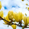 Yellow Bird Magnolia Live Plant – 1 Gallon Pot – 12-24 inches tall – Outdoor Tree - Image 1