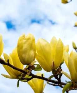 Yellow Bird Magnolia Live Plant – 1 Gallon Pot – 12-24 inches tall – Outdoor Tree - Image 1