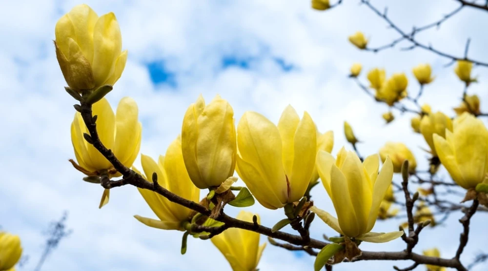 Yellow Bird Magnolia Live Plant – 1 Gallon Pot – 12-24 inches tall – Outdoor Tree - Image 1