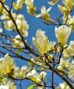 Yellow Bird Magnolia Live Plant 6-12" Tall - 2.5" Pot - Full Sun to Partial Shade Outdoor Tree - Image 2