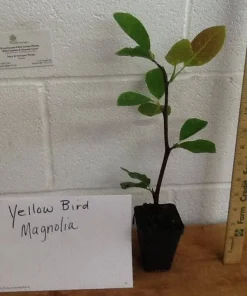 Yellow Bird Magnolia Live Plant 6-12
