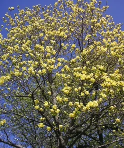 Yellow Bird Magnolia Live Plant 6-12