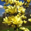 Yellow Bird Magnolia Live Plant 6-12" Tall - 2.5" Pot - Full Sun to Partial Shade Outdoor Tree - Image 1